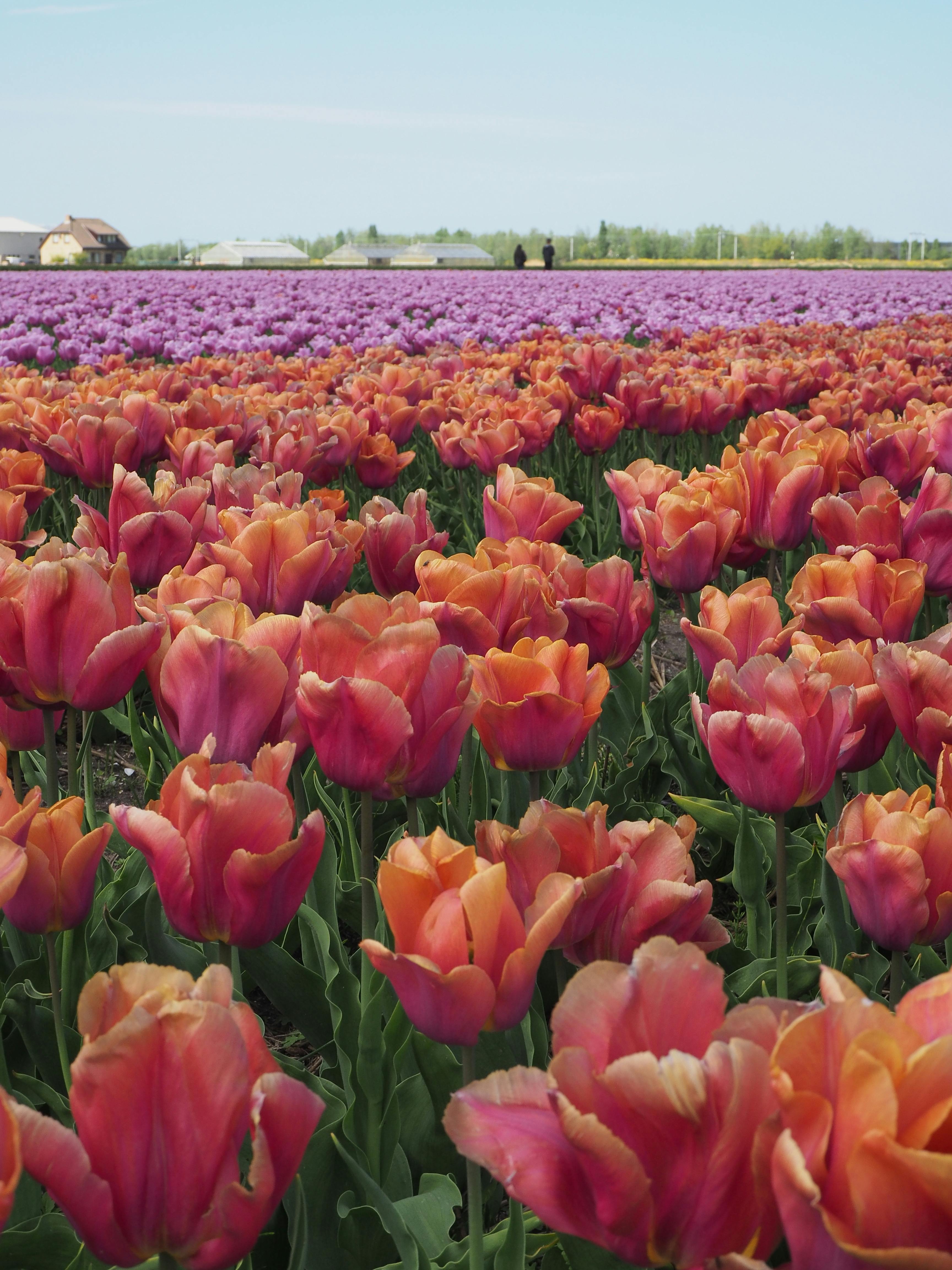 Netherlands Tulips